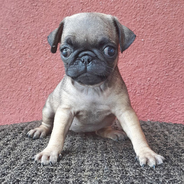 Animal Rescue Small Pug Rescue Adoptable Dogs Pug And Small Breed