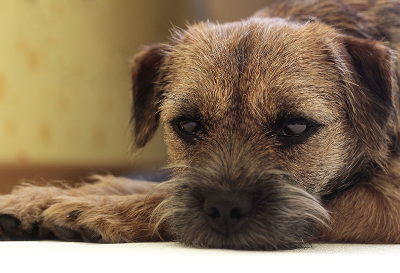 Donate Now – Justice Rescue